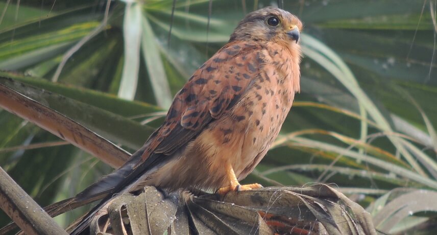 Birdwatching Tour Madeira - Falco tinnunculus canariensis